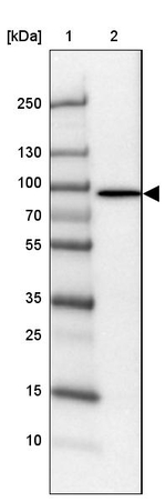 PLCD1 Antibody in Western Blot (WB)