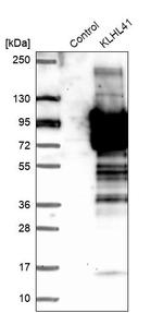 KLHL41 Antibody in Western Blot (WB)