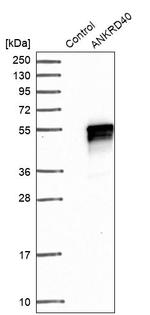 ANKRD40 Antibody in Western Blot (WB)