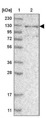 RBM33 Antibody in Western Blot (WB)