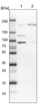 RBM33 Antibody in Western Blot (WB)