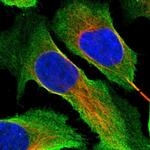 C9orf117 Polyclonal Antibody