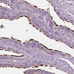 C9orf117 Antibody in Immunohistochemistry (Paraffin) (IHC (P))