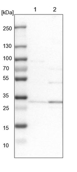 RRP4 Antibody in Western Blot (WB)