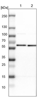 PRPF4 Antibody in Western Blot (WB)