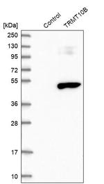 RG9MTD3 Antibody in Western Blot (WB)
