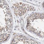 MAMDC2 Polyclonal Antibody
