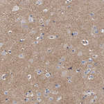 MAMDC2 Antibody in Immunohistochemistry (Paraffin) (IHC (P))