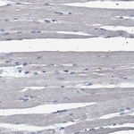 MAMDC2 Antibody in Immunohistochemistry (Paraffin) (IHC (P))