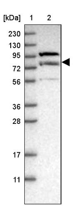 LRSAM1 Antibody in Western Blot (WB)