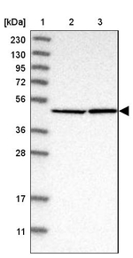 eIF4A3 Antibody in Western Blot (WB)