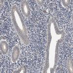 CYSRT1 Antibody in Immunohistochemistry (Paraffin) (IHC (P))
