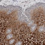 CYSRT1 Polyclonal Antibody