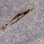 CYSRT1 Antibody in Immunohistochemistry (Paraffin) (IHC (P))