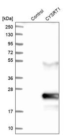 CYSRT1 Antibody in Western Blot (WB)