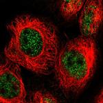 APC11 Polyclonal Antibody