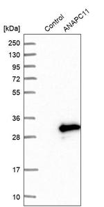 APC11 Antibody in Western Blot (WB)