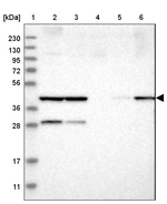 COPS3 Antibody in Western Blot (WB)