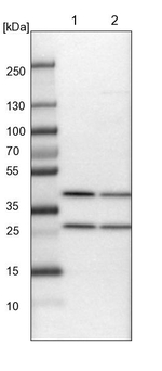 COPS3 Antibody in Western Blot (WB)