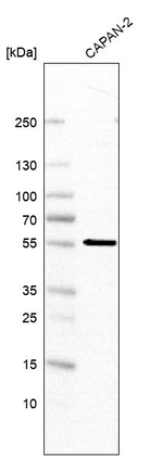 MFSD11 Antibody in Western Blot (WB)