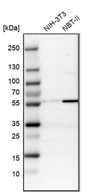 MFSD11 Antibody in Western Blot (WB)
