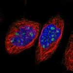 NOL11 Antibody in Immunocytochemistry (ICC/IF)