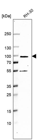 NOL11 Antibody in Western Blot (WB)
