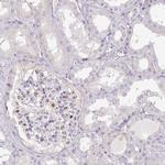 MRO Polyclonal Antibody