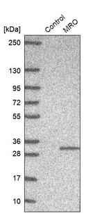 MRO Antibody in Western Blot (WB)