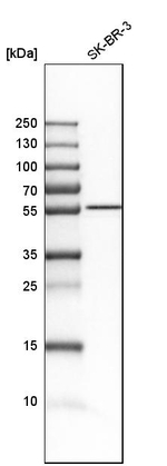 CDR2L Antibody in Western Blot (WB)