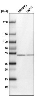 CDR2L Antibody in Western Blot (WB)