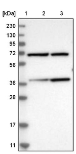 MECR Antibody in Western Blot (WB)