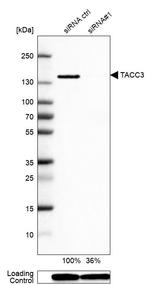 TACC3 Antibody