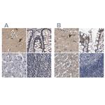 Axotrophin Antibody in Immunohistochemistry (IHC)