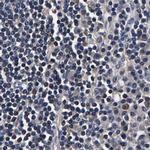 Axotrophin Antibody in Immunohistochemistry (IHC)