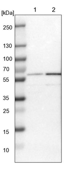 PRPF4 Antibody in Western Blot (WB)