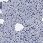 MAMDC2 Antibody in Immunohistochemistry (IHC)