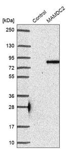 MAMDC2 Antibody in Western Blot (WB)