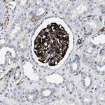 OLFML2A Polyclonal Antibody