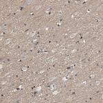 MFSD6 Antibody in Immunohistochemistry (Paraffin) (IHC (P))