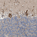 MFSD6 Antibody in Immunohistochemistry (Paraffin) (IHC (P))