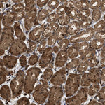 MFSD6 Antibody in Immunohistochemistry (Paraffin) (IHC (P))