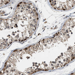 MFSD6 Antibody in Immunohistochemistry (Paraffin) (IHC (P))