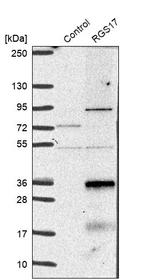 RGS17 Antibody in Western Blot (WB)