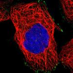 WBSCR27 Antibody in Immunocytochemistry (ICC/IF)