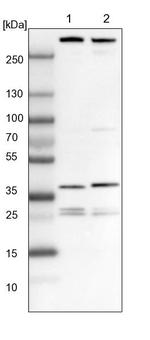 ECHS1 Antibody in Western Blot (WB)