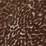 MRPS7 Antibody in Immunohistochemistry (Paraffin) (IHC (P))