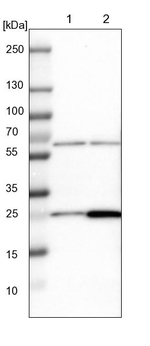 MRPS7 Antibody in Western Blot (WB)