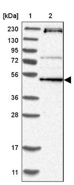 RNMTL1 Antibody in Western Blot (WB)