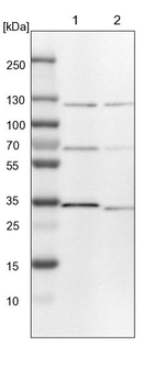 TOM1L2 Antibody in Western Blot (WB)